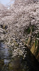Obraz na płótnie Canvas Full bloom sakura blossom in Tokyo, Japan
