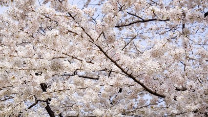 Full bloom sakura blossom in Tokyo, Japan