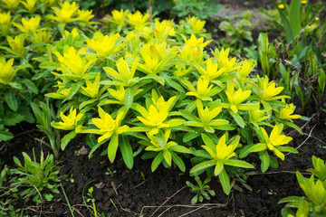 Blooming Euphorbia in the garden. Selective focus.