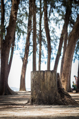 The stump pine in the beach