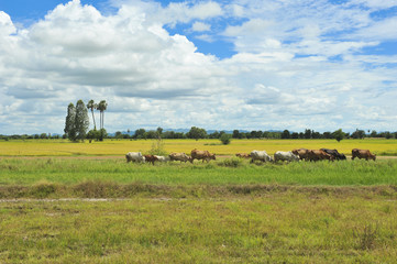 Fototapeta na wymiar Cow in the field