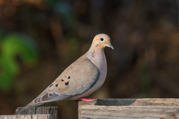 Mourning dove bird