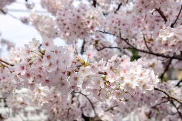 Sakura flower full bloom in Japan 