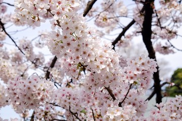 Sakura flower full bloom in Japan 