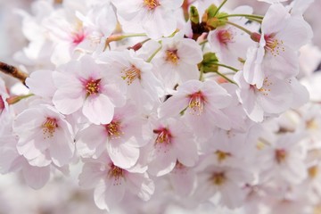 Sakura flower full bloom in Japan 