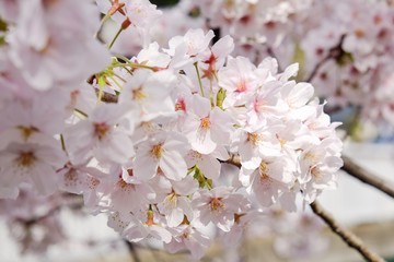 Sakura flower full bloom in Japan 