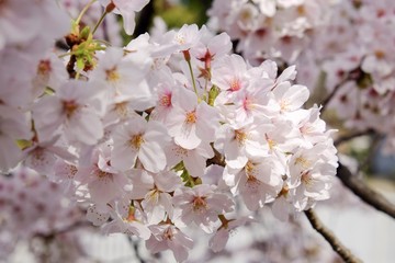 Fototapeta na wymiar Sakura flower full bloom in Japan 