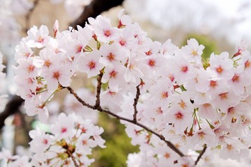 Sakura flower full bloom in Japan 