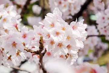 Sakura flower full bloom in Japan 