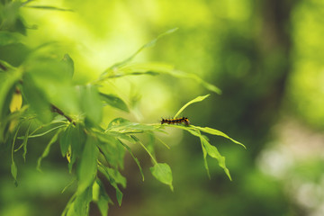 Close-up Image of fluffy black and orange caterpillar on the fresh bright leaf after the rain
