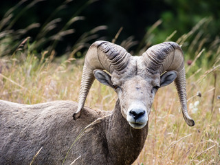 American bighorn sheep on a meadow in Montana, USA