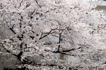 Sakura blossom full blooming in Japan 