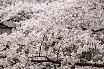 Sakura blossom full blooming in Japan 