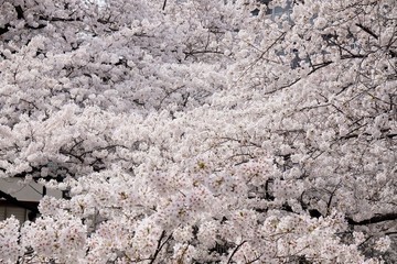 Sakura blossom full blooming in Japan 
