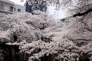 Sakura blossom full blooming in Japan 