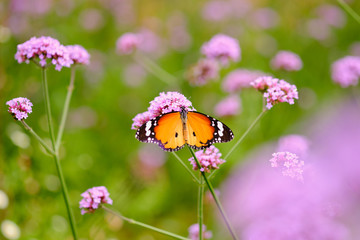 Verbena color purple flower and copy space,buttrtfly hold on flower