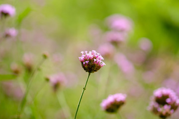 Verbena color purple flower and copy space