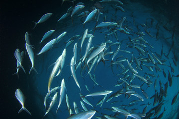 Fototapeta na wymiar Tuna fish live in ocean 