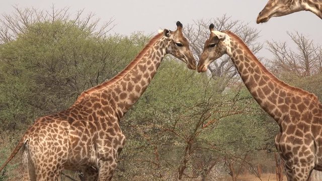 Giraffe feed in the African savanna - Africa