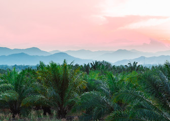 Fototapeta na wymiar Tropical background of palm trees against mountain and twilight sky.