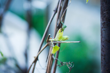 Branches of grape in the vineyard. Selective focus. Shallow depth of field.