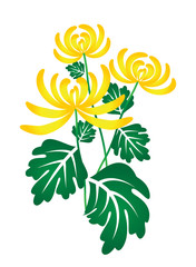 chysanthemum flower vector