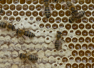 Bees convert nectar into honey and cover it in honeycombs