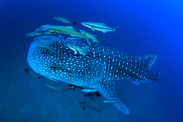 Fototapeta premium Rekin wielorybi