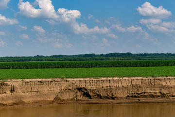 Landscape of Corn Field
