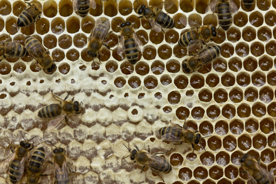 Active work of the team of bees in the hive