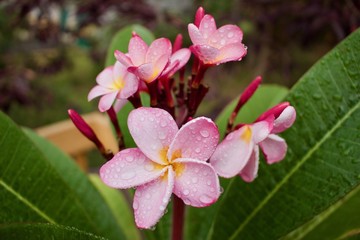 Close up of beautiful rain kissed pink plumeria (frangipani) flowers