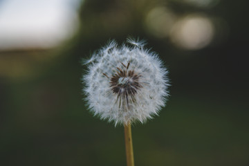 Single dandelion with green grass bokeh in the sunlight background