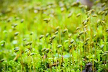 Moss in the forest. Selective focus. Shallow depth of field.