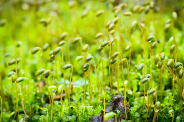 Moss in the forest. Selective focus. Shallow depth of field.