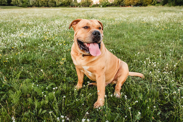 A brown dog cane corso sits in a field on the green grass