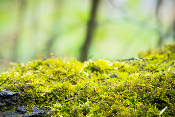 Moss in the forest. Selective focus. Shallow depth of field.