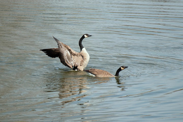 Fototapeta premium Stretching the Wings