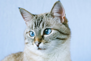 Beautiful tabby cat with big blue eyes