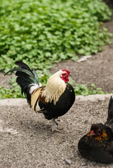 Dwarf rooster and chicken and green plants