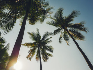 Fototapeta na wymiar Palm Tree with Blue sky Beach Vacation Outdoor Summer holiday Background