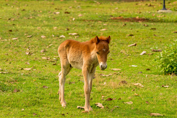 Fototapeta na wymiar Baby horse in green grass