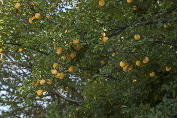 Ripe yellow fruits of wild plum growing in the nature on sunny day, Vakarel village, Bulgaria 