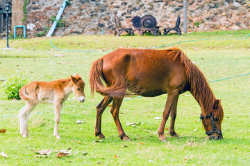 Naklejka na ściany i meble Baby horse with mother in green grass