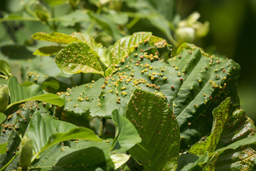 Disease Green leaf of teak tree