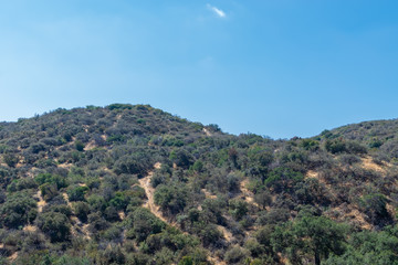 Fototapeta na wymiar Hiking trails cover hills in California forest on hot summer morning