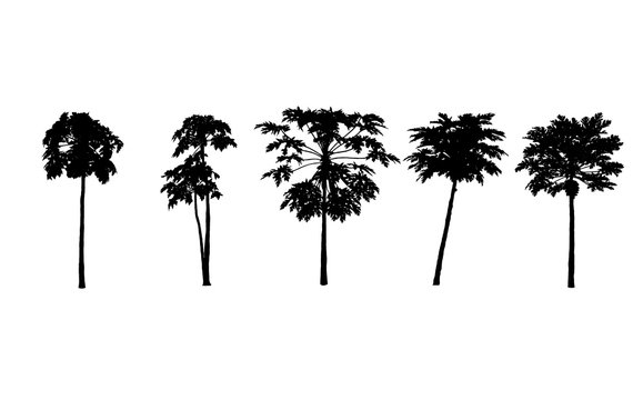 Vector set. papayas trees silhouettes on white background. illustration.