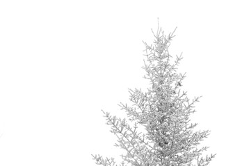 top of pine tree covered in snow