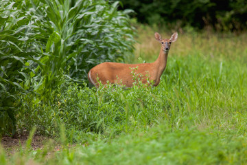 Whitetail deer in cornfield