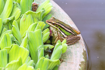 Obraz premium A green tree frog sitting on a tub and Water lettuce