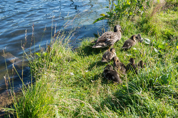 Wild ducks on lake Valdai. Valdaisky Iversky Svyatoozersky Bogoroditsky Monastery is situated in Novgorod region, district of Valdai, 10 km away from Valdai.